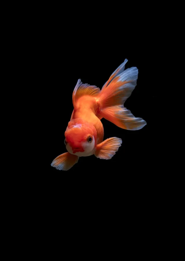 Peces